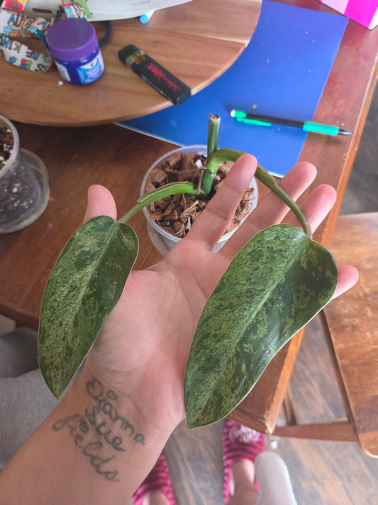 Philodendron Wipple Way