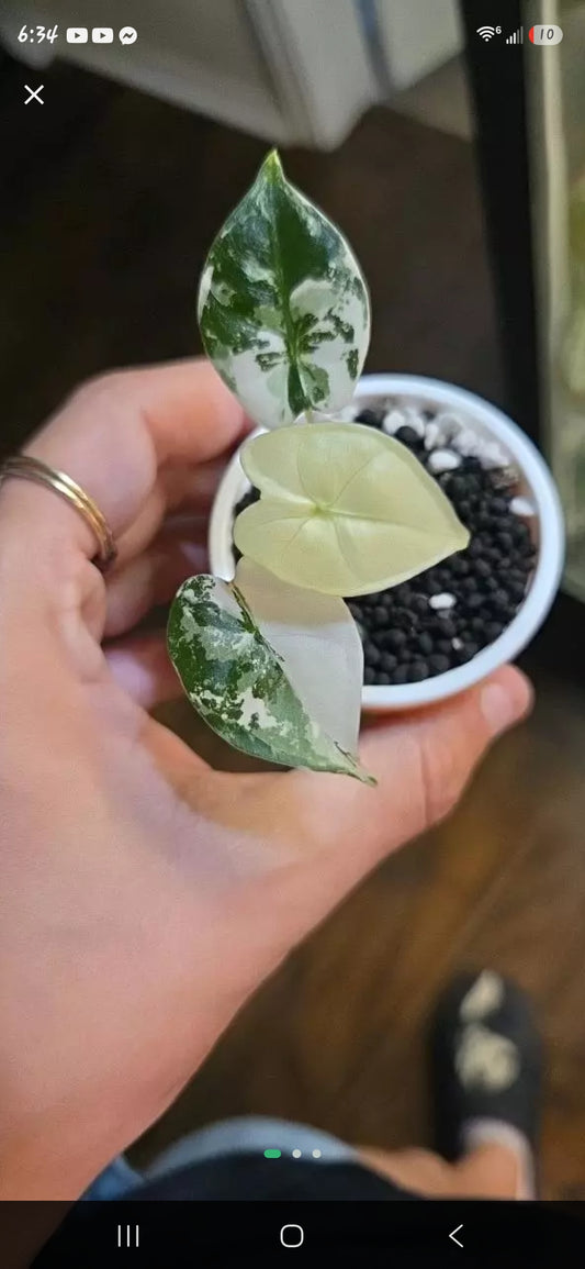 Alocasia Frydrek Albo