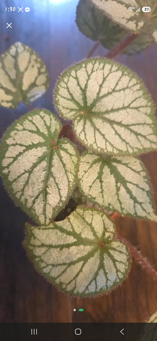Begonia U400