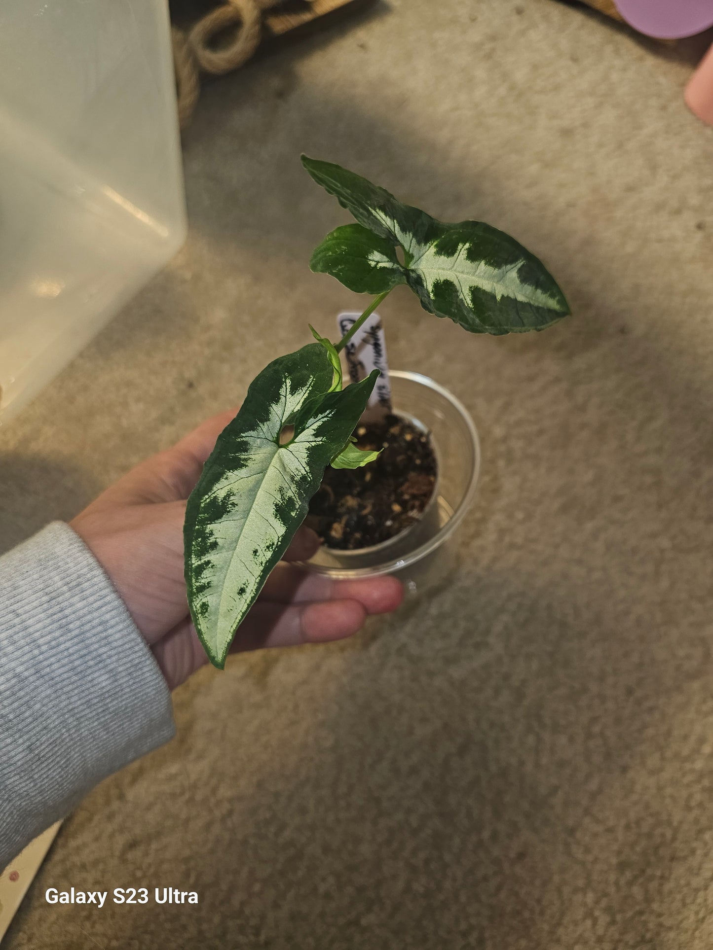 Syngonium Silver GooseFoot #6