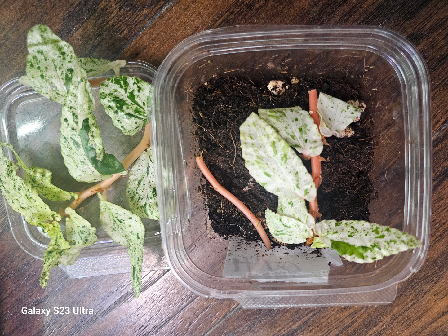 Begonia Pellonia Repens Peppermint