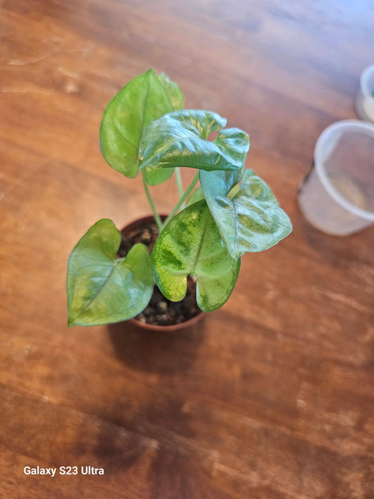 Syngonium Berry Allusion