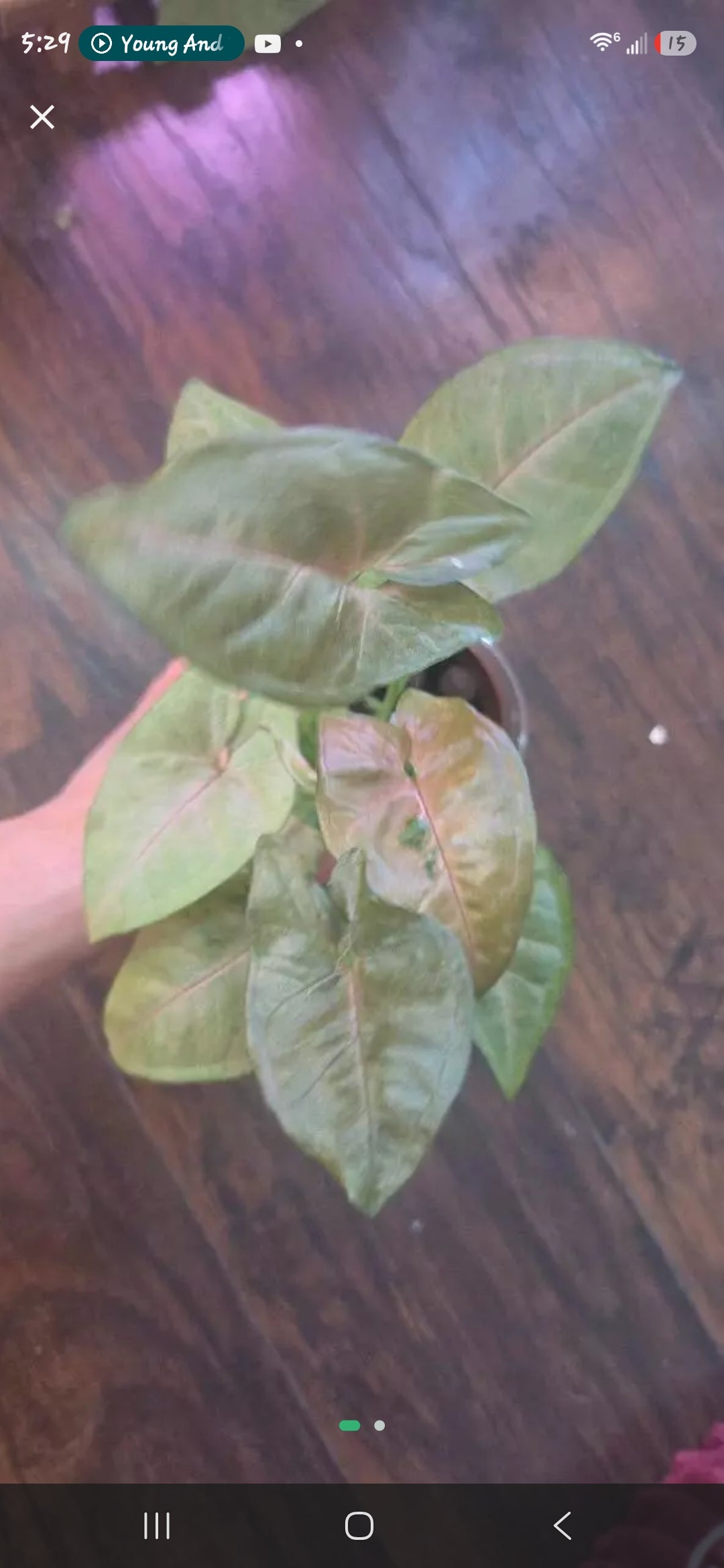 Syngonium Pink Freckle