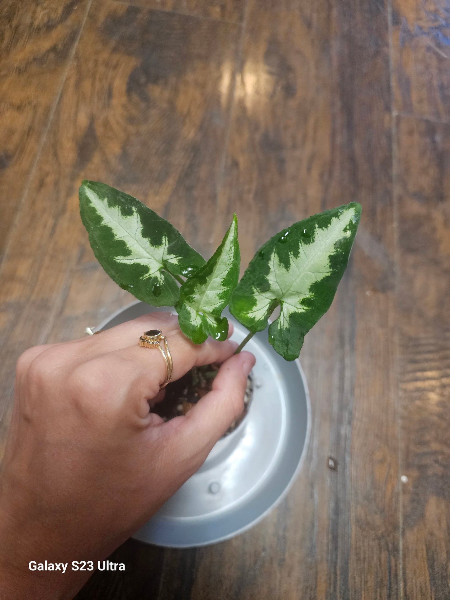 Syngonium Silver GooseFoot 2