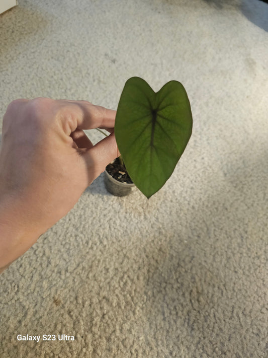 Colocasia Black Ruffles