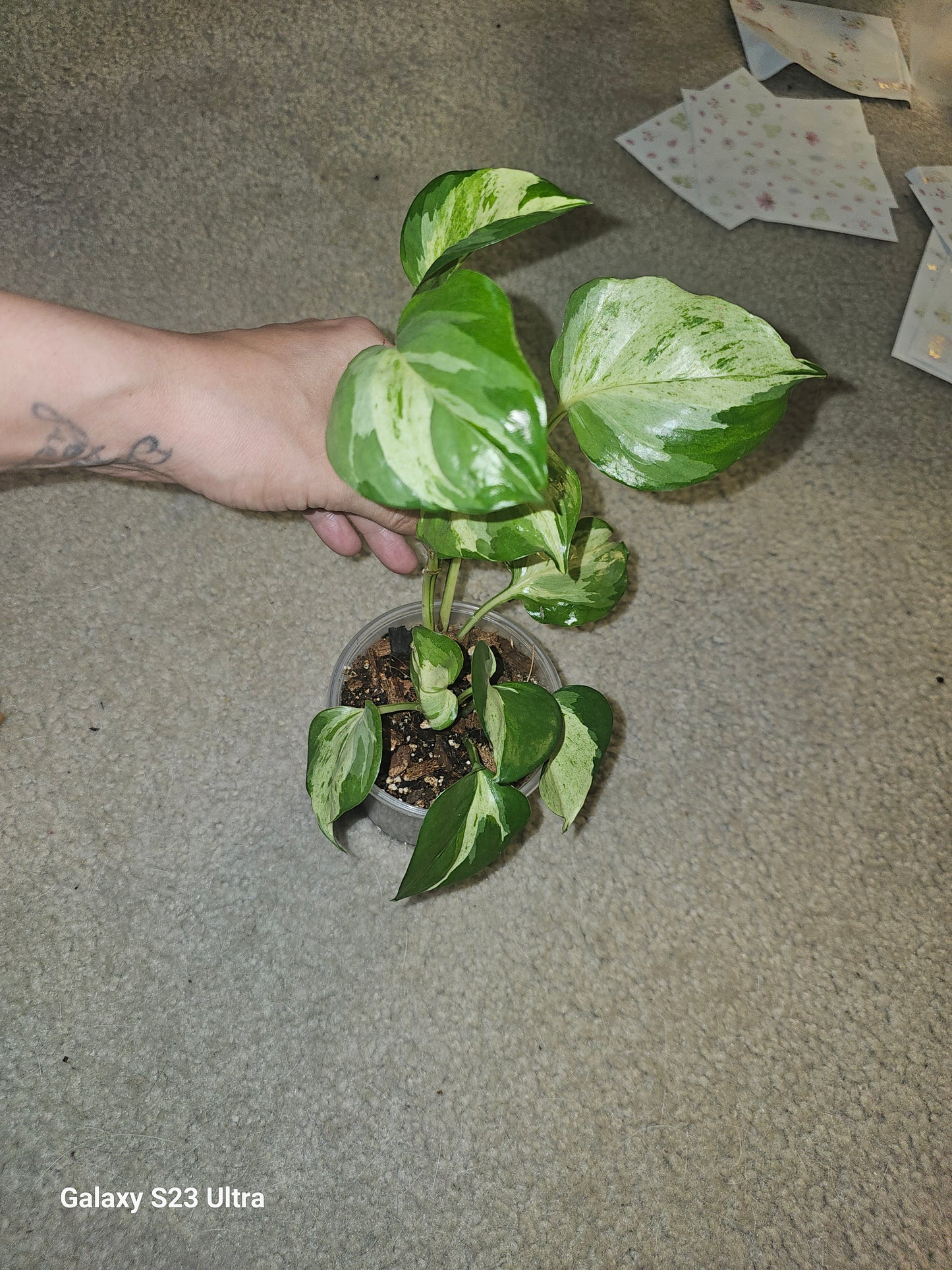 Manjula Pothos
