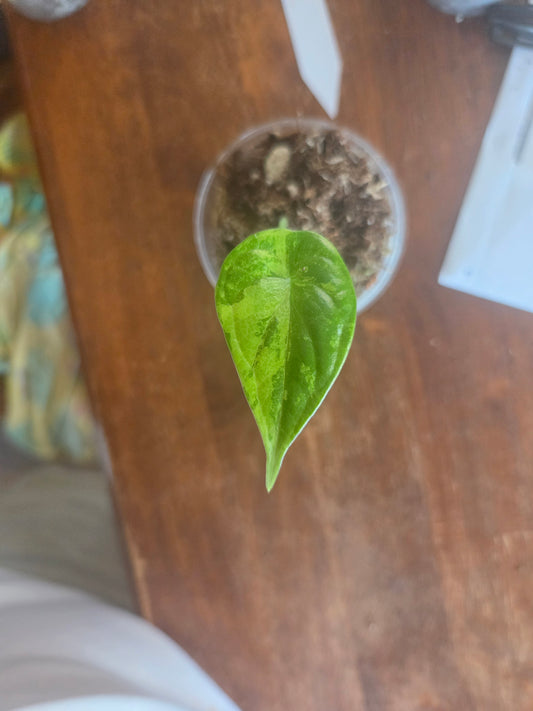 Alocasia Dragon Scale Albo