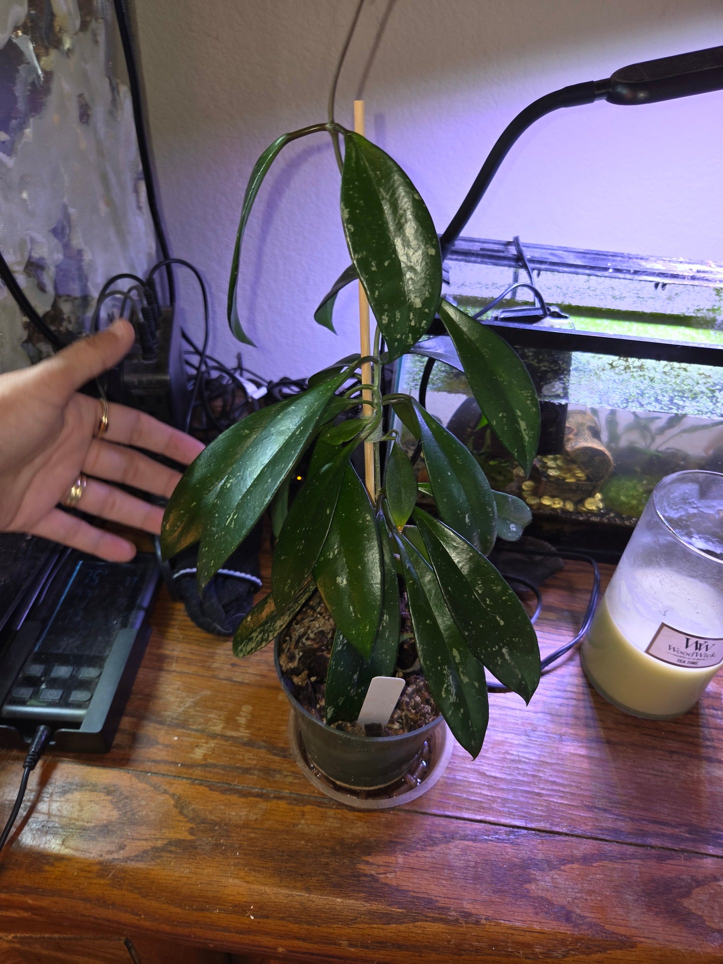 Hoya Pubicalyx Splash