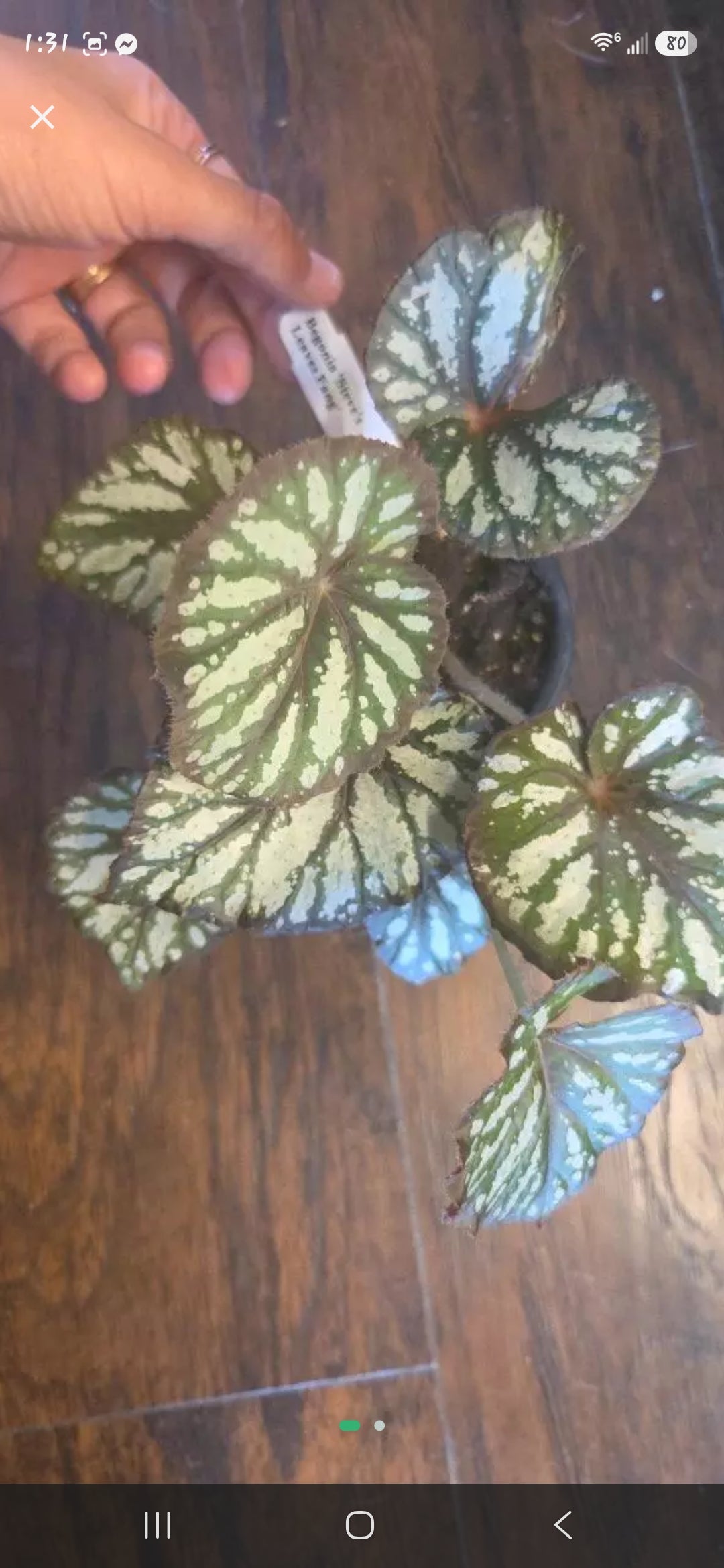 Begonia Steve Leaves Fang
