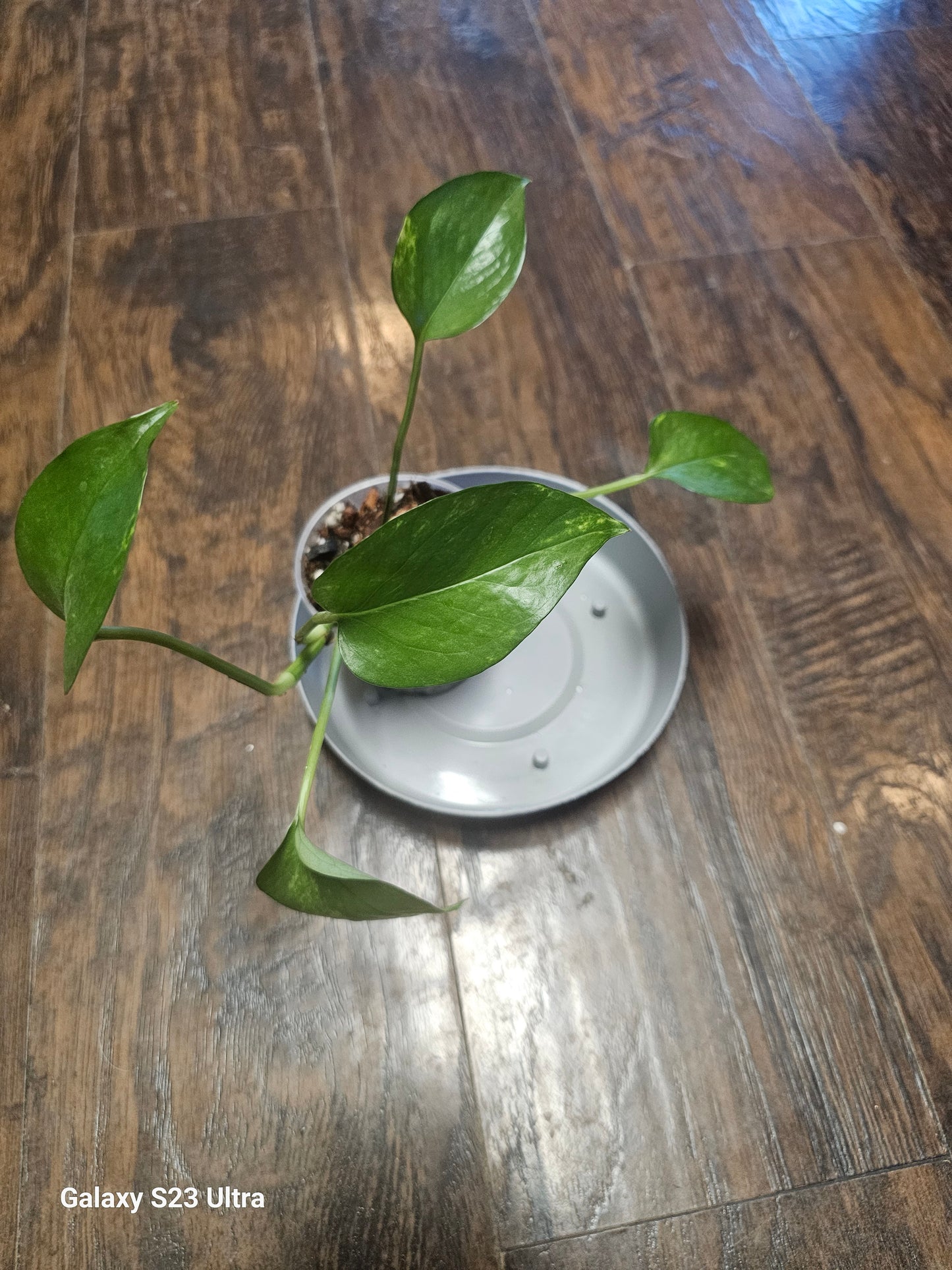 Golden Pothos