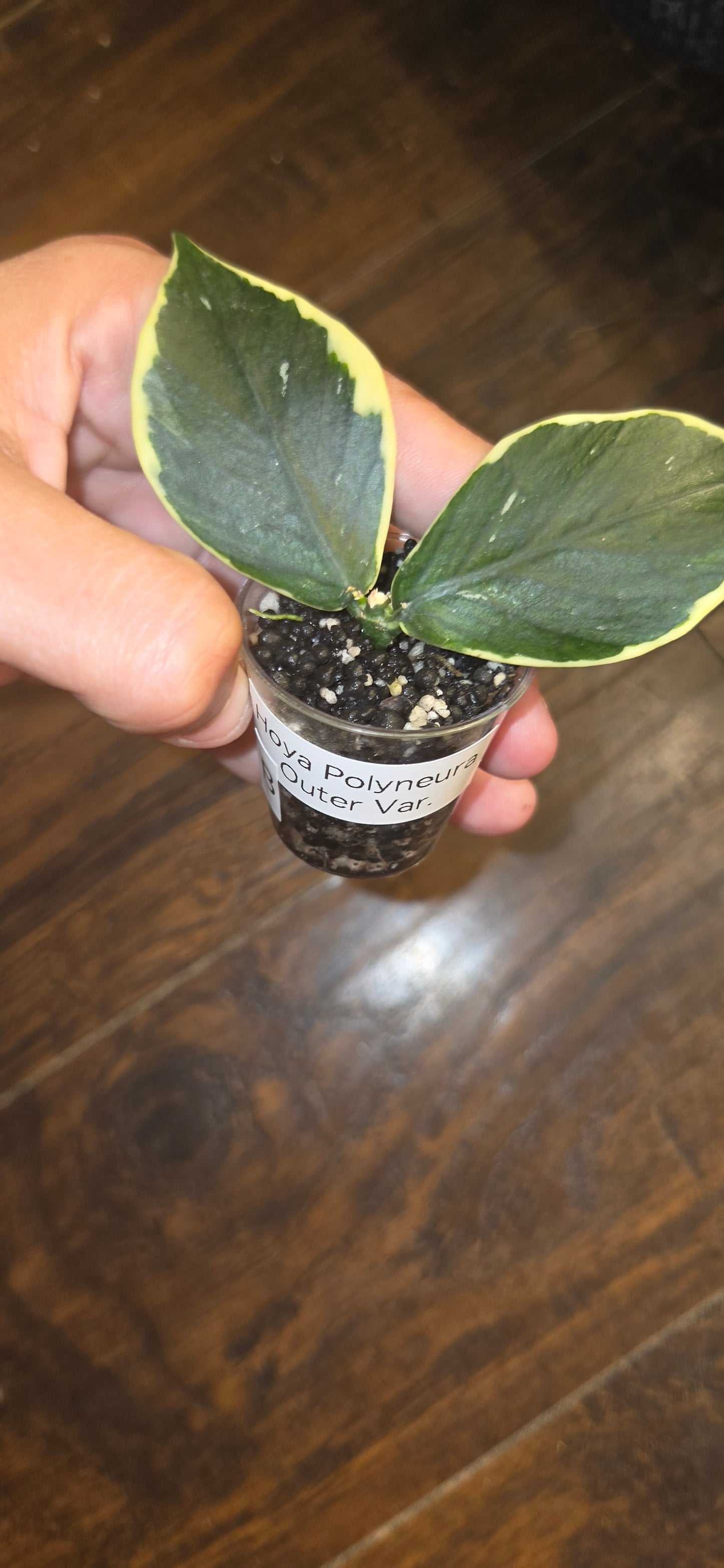 Hoya Polyneura Outer Variegated
