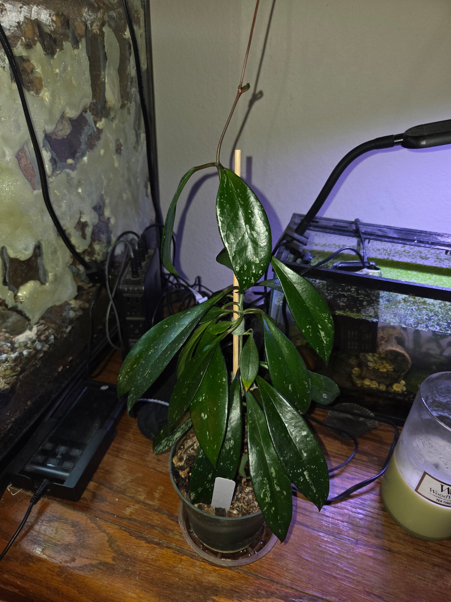 Hoya Pubicalyx Splash