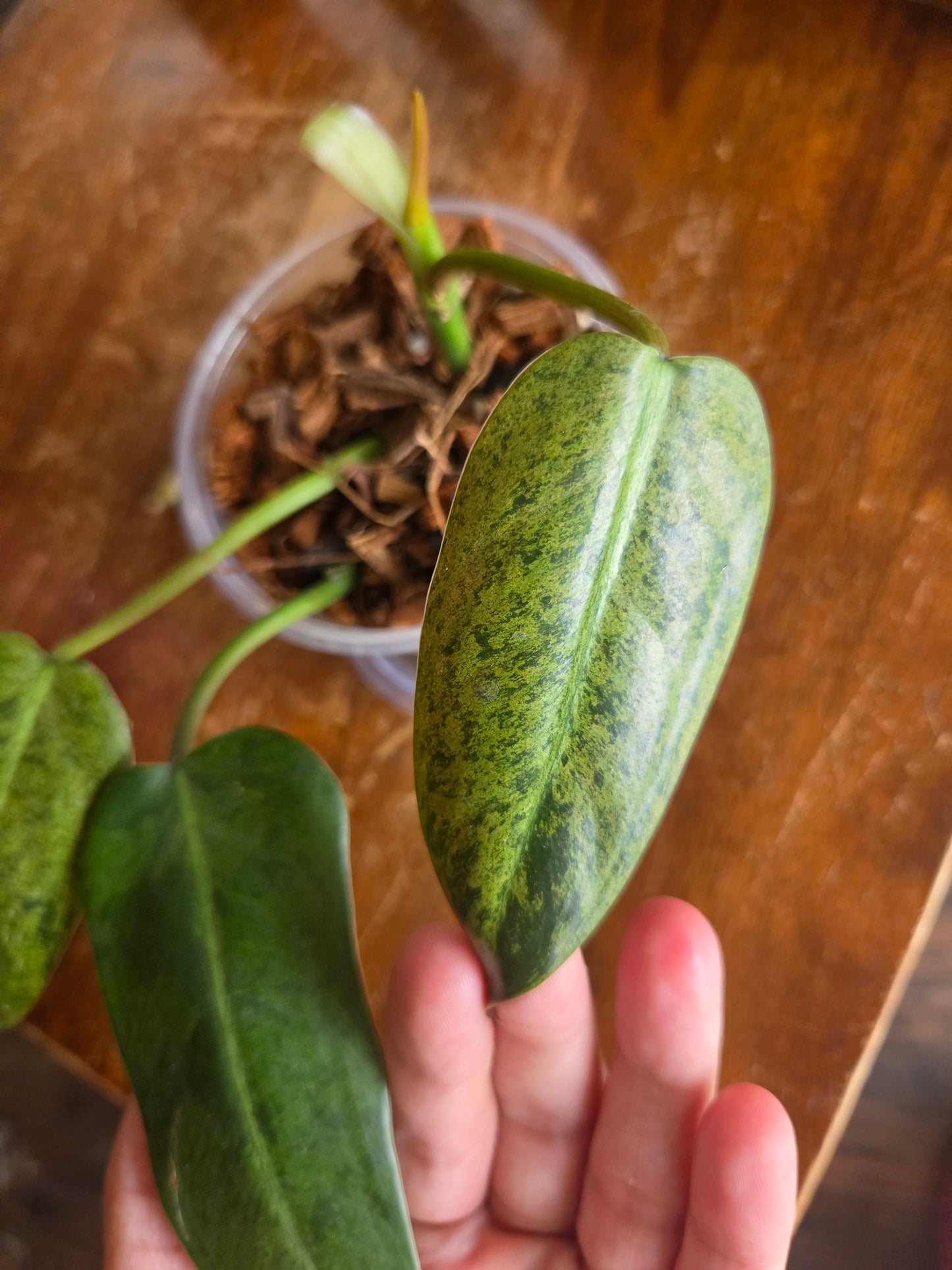 Philodendron Wipple Way