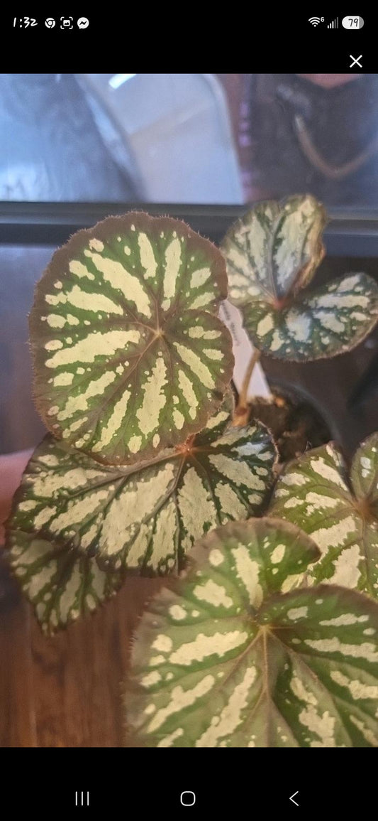 Begonia Steve Leaves Fang