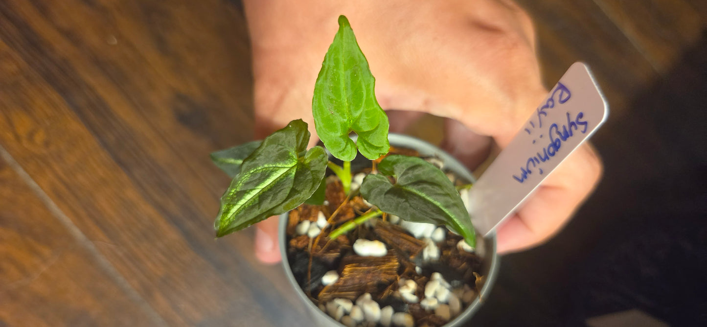 Syngonium Rayii