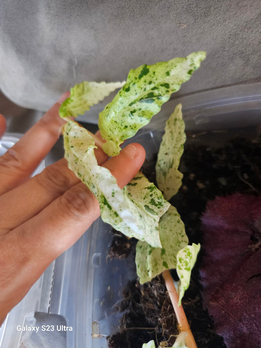 Begonia Pellonia Repens Peppermint