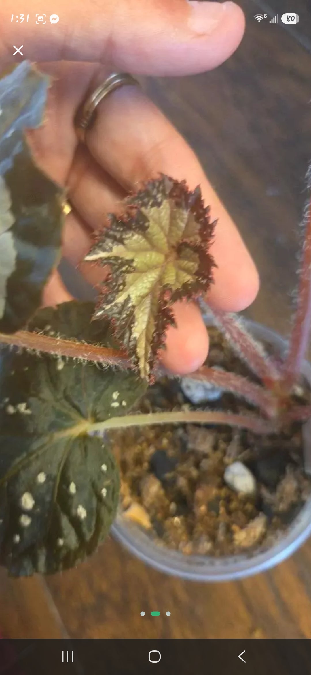 Begonia Starry Night