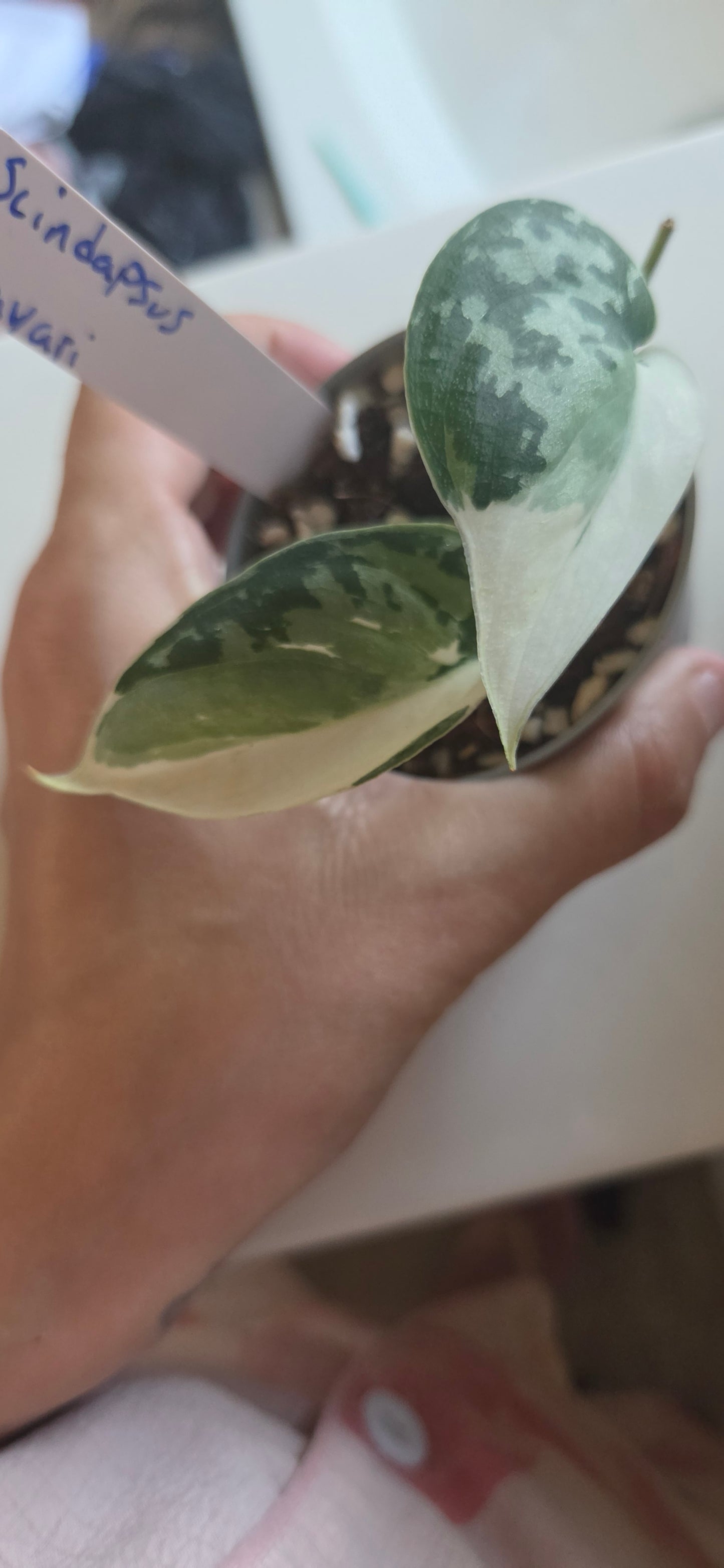 Scindapsus Mayari