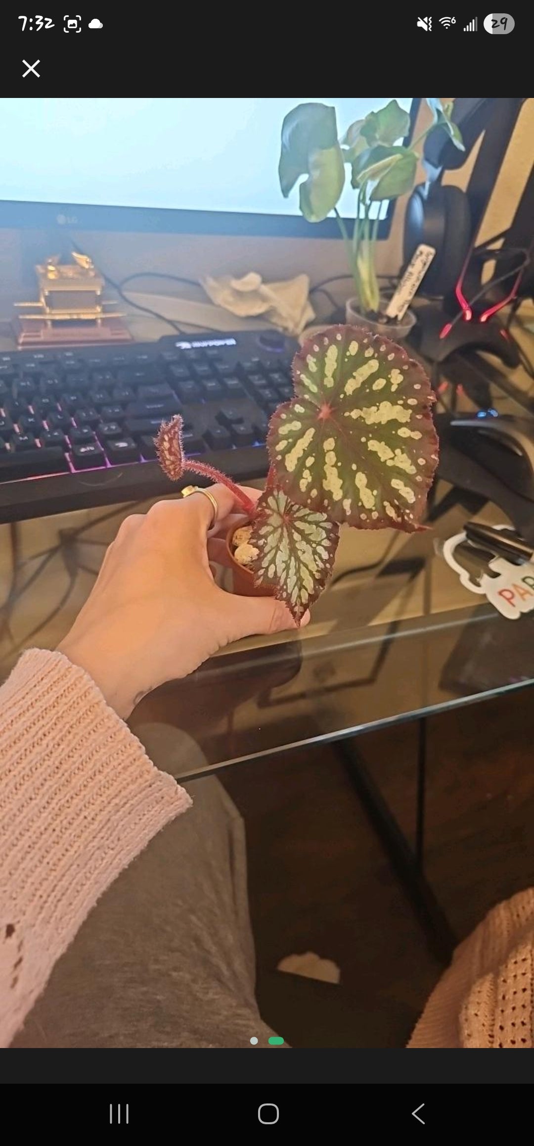 Begonia Harmony Summer Storm