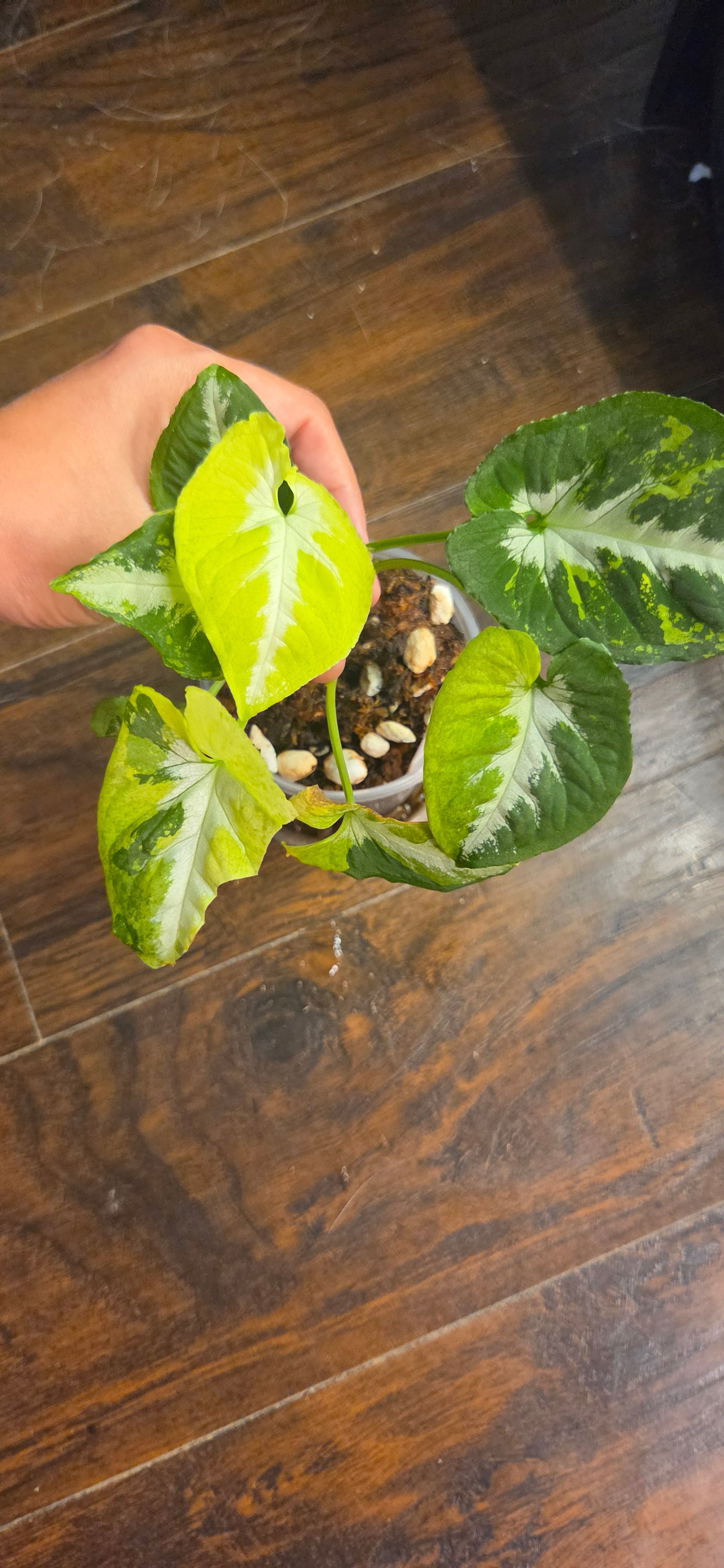 Syngonium Scambled Eggs