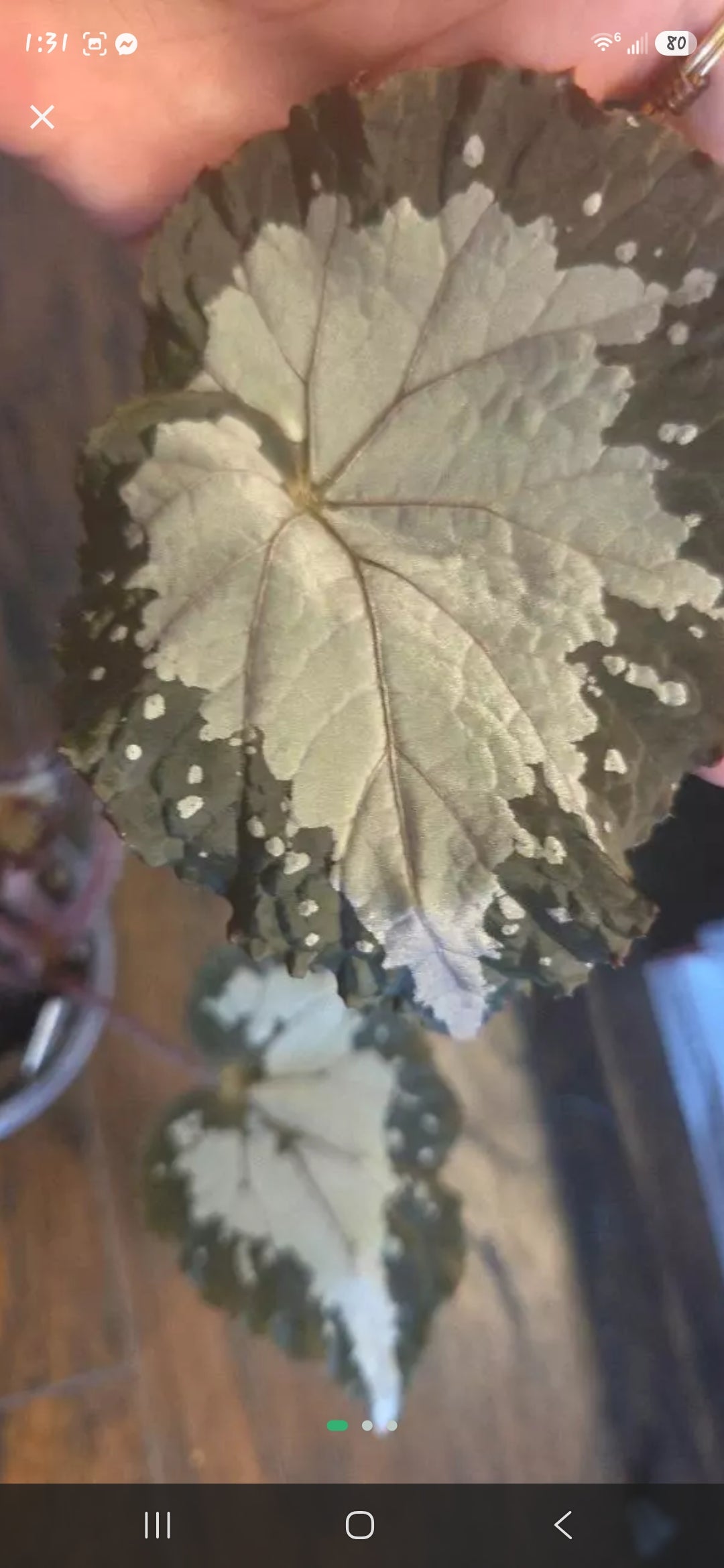 Begonia Starry Night