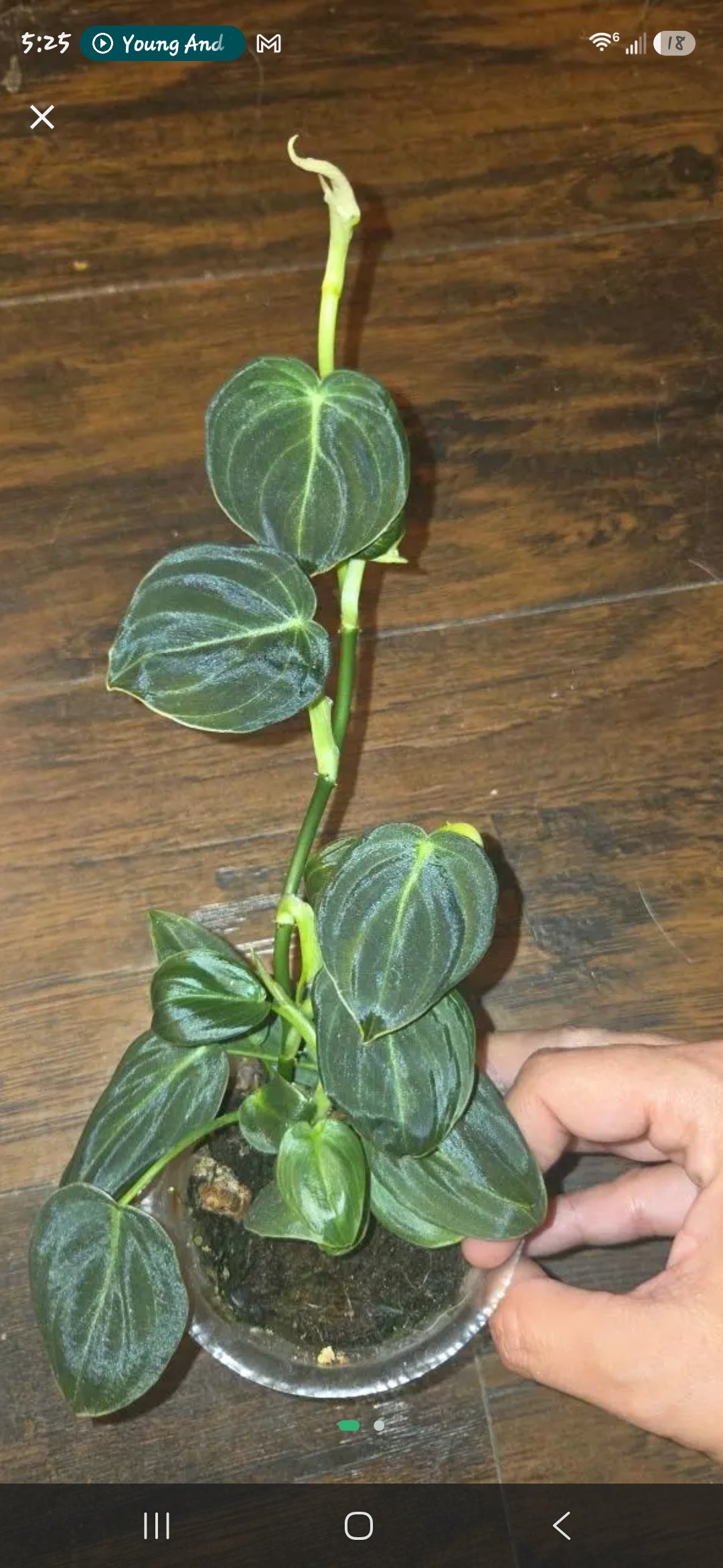 Philodendron Camposportoanum