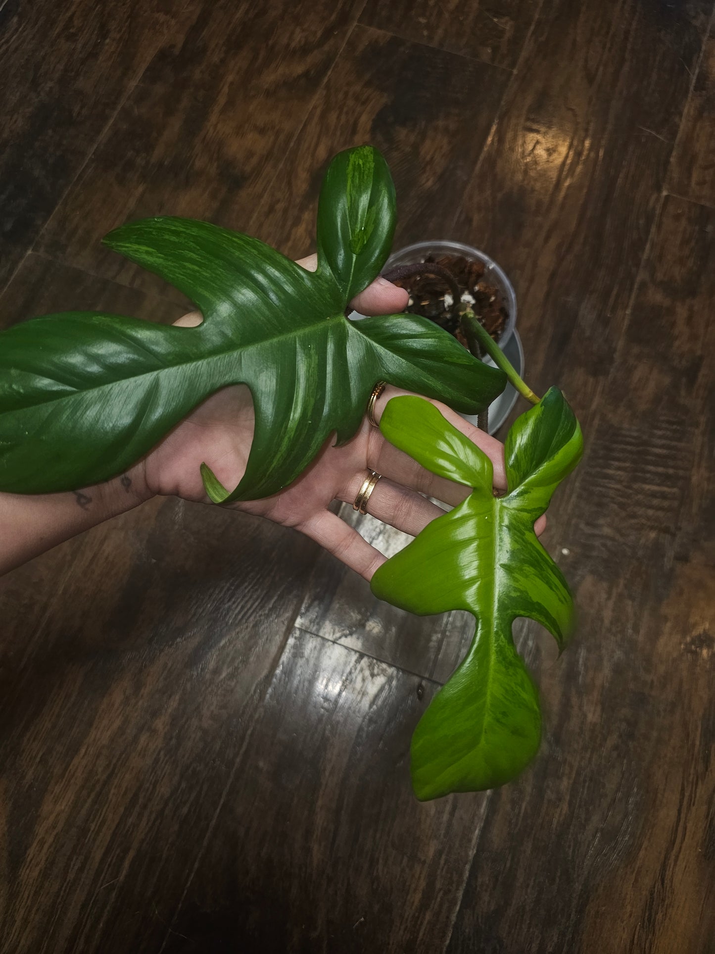 Philodendron Flordia Beauty
