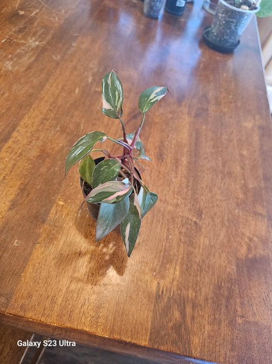 Philodendron Pink Princess