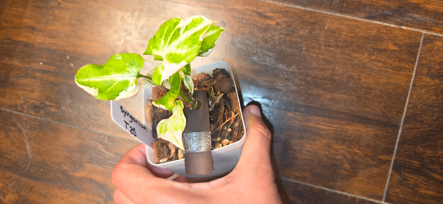 Syngonium T25