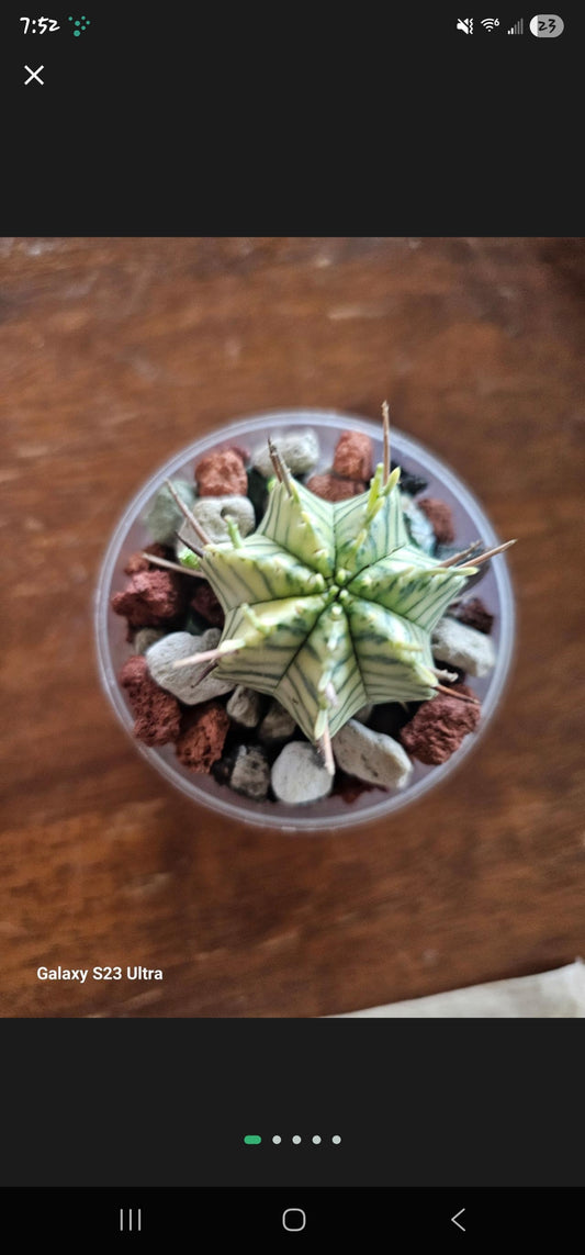 Euphorbia Mrloformis Variegated