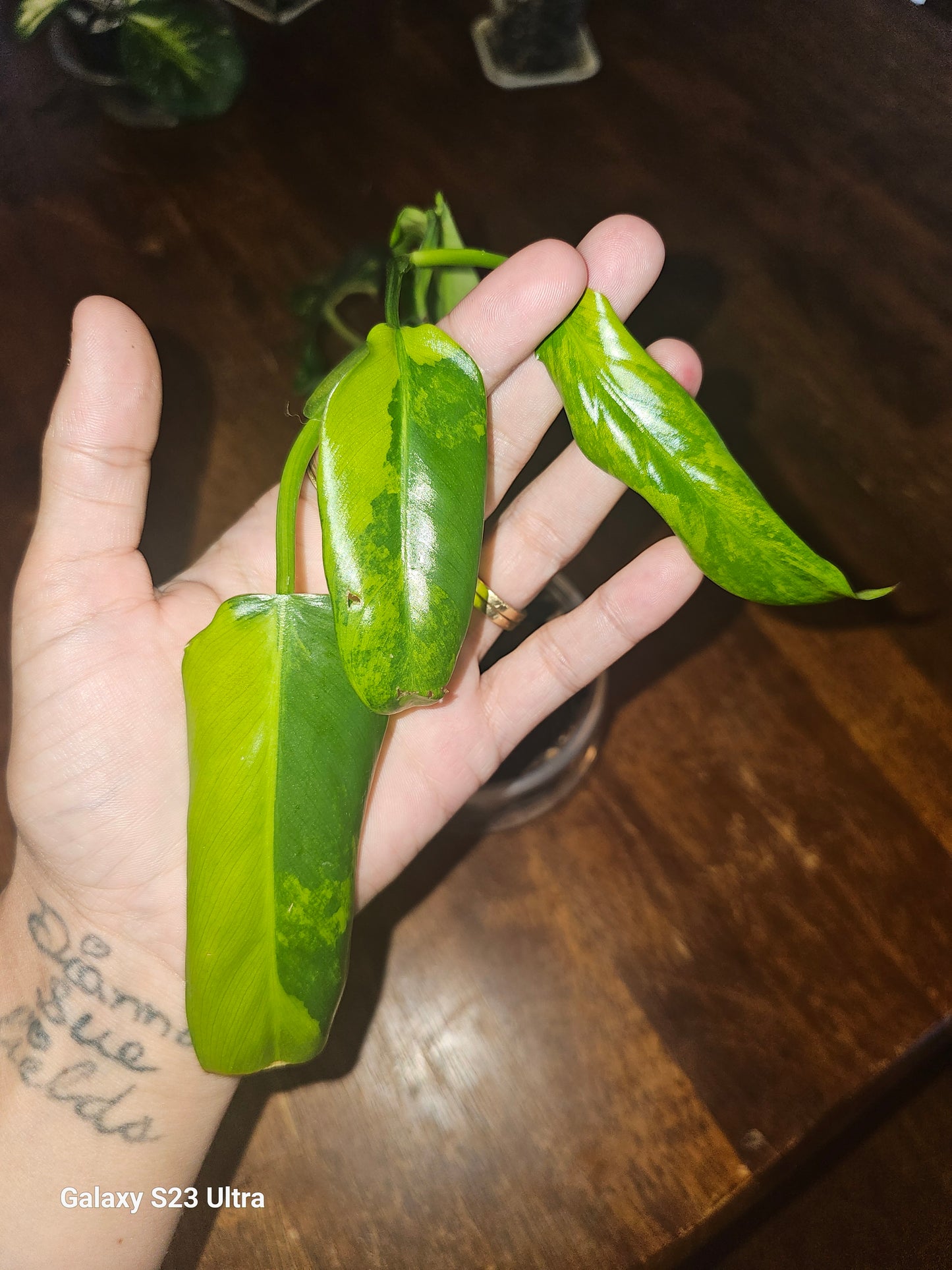 Philodendron Domesticum Variegated