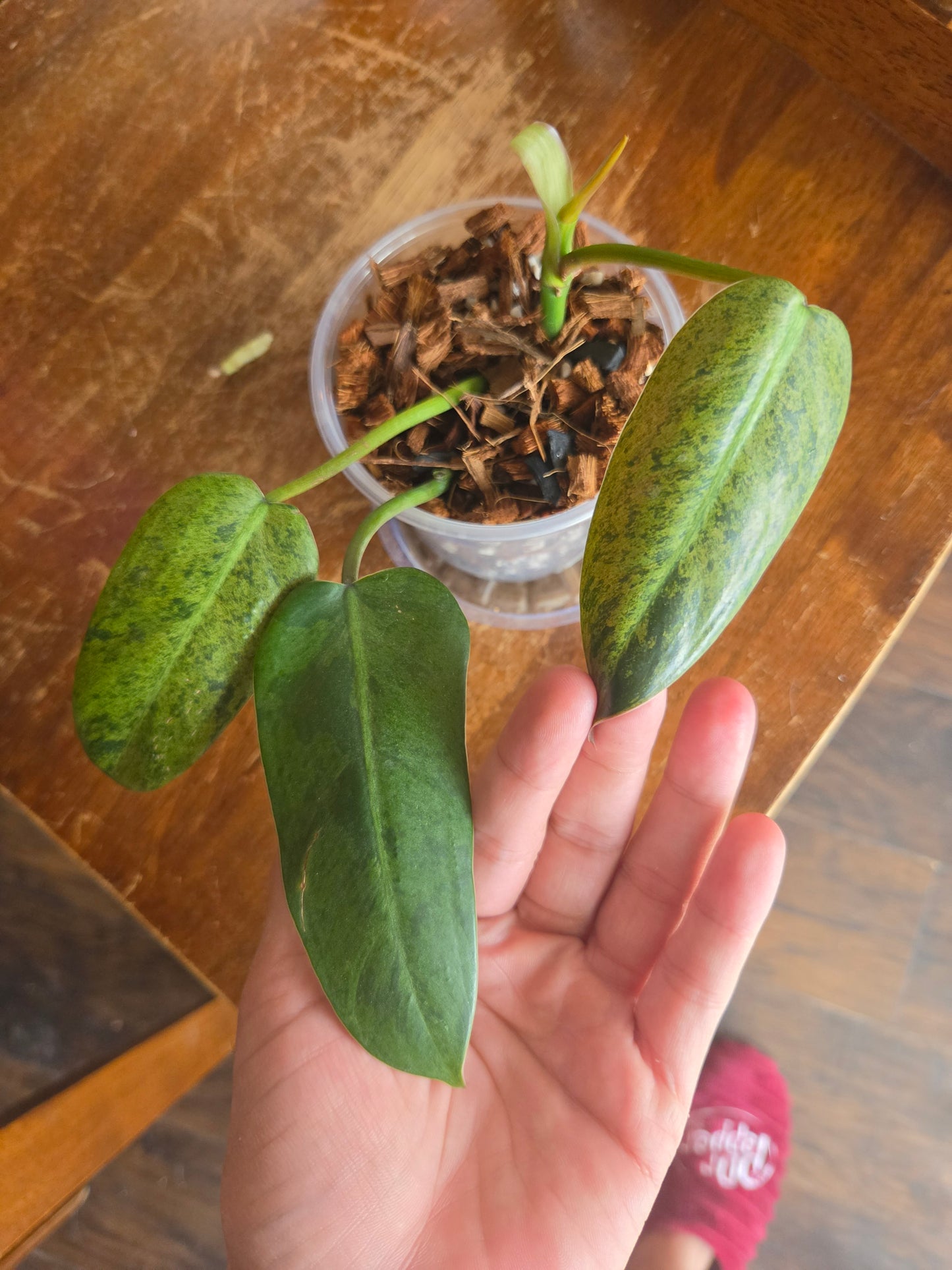 Philodendron Wipple Way