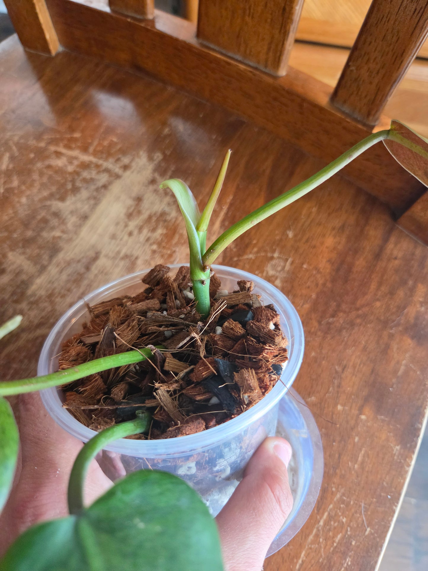 Philodendron Wipple Way
