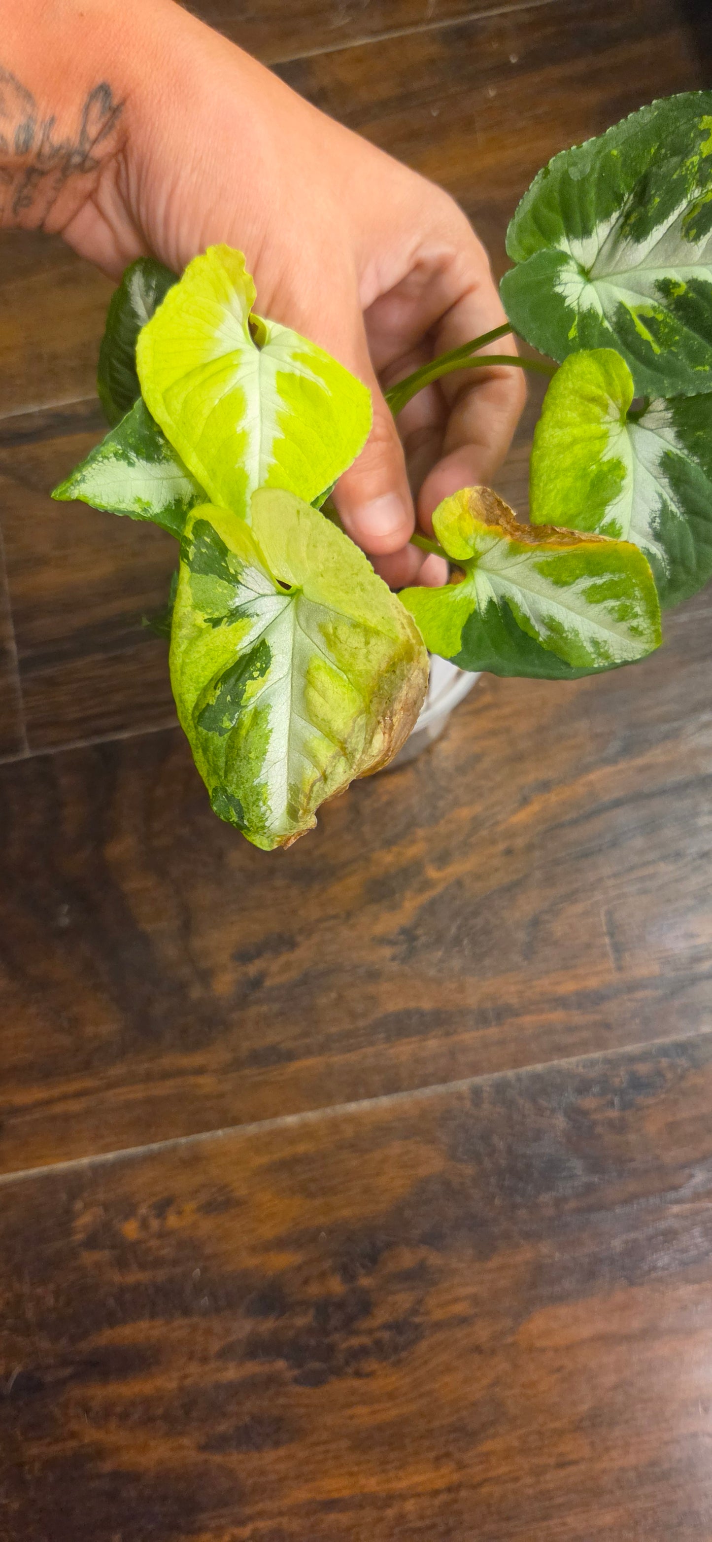 Syngonium Scambled Eggs