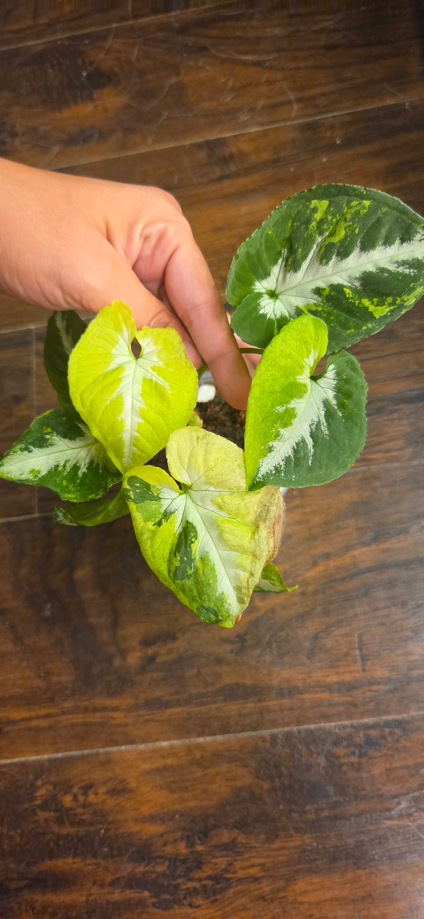 Syngonium Scambled Eggs
