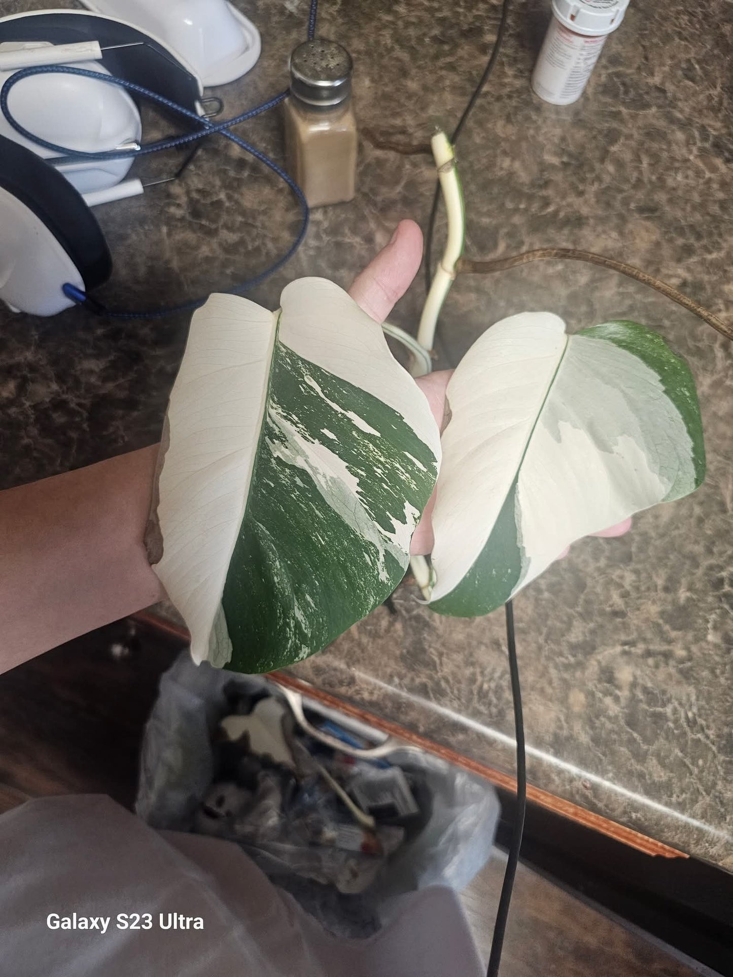 Monstera Albo Mid Cut