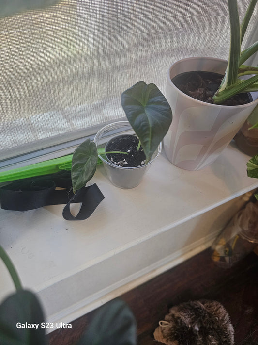 Alocasia Regal Shield