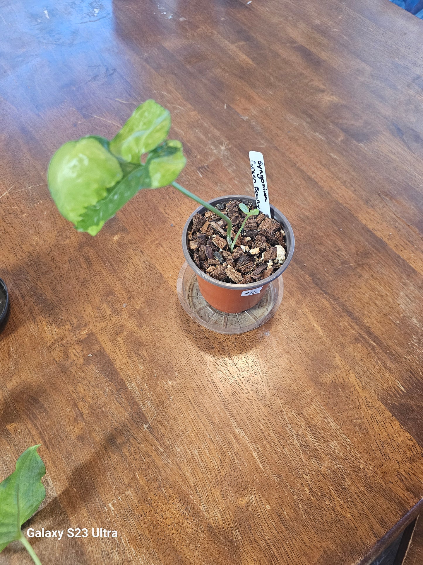 Syngonium Green Beauty