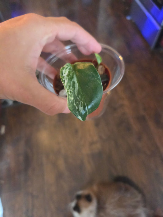 Philodendron Standleyana Variegated