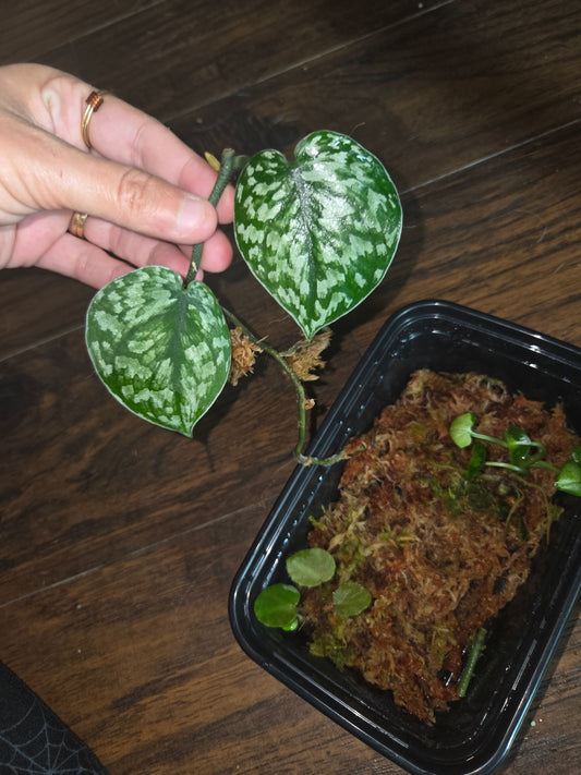 Scindapsus Silver