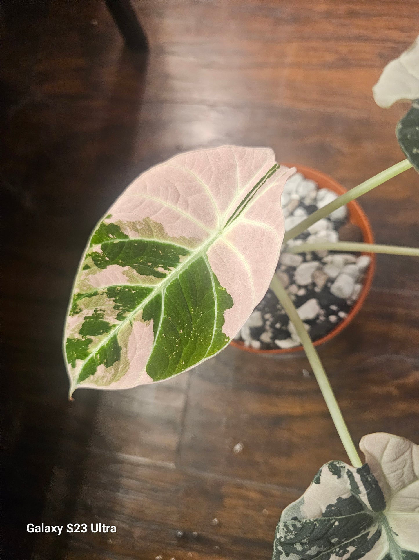 Alocasia Pink Black Velvet CORMS