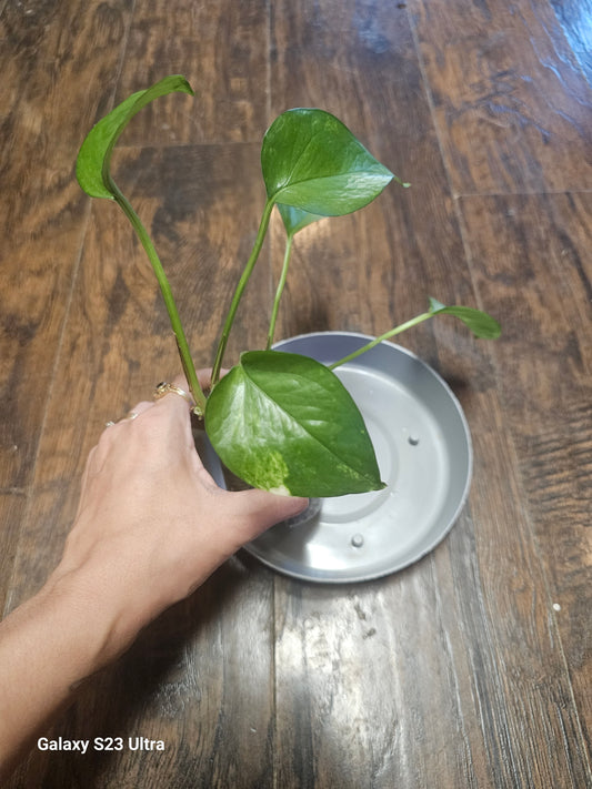 Golden Pothos