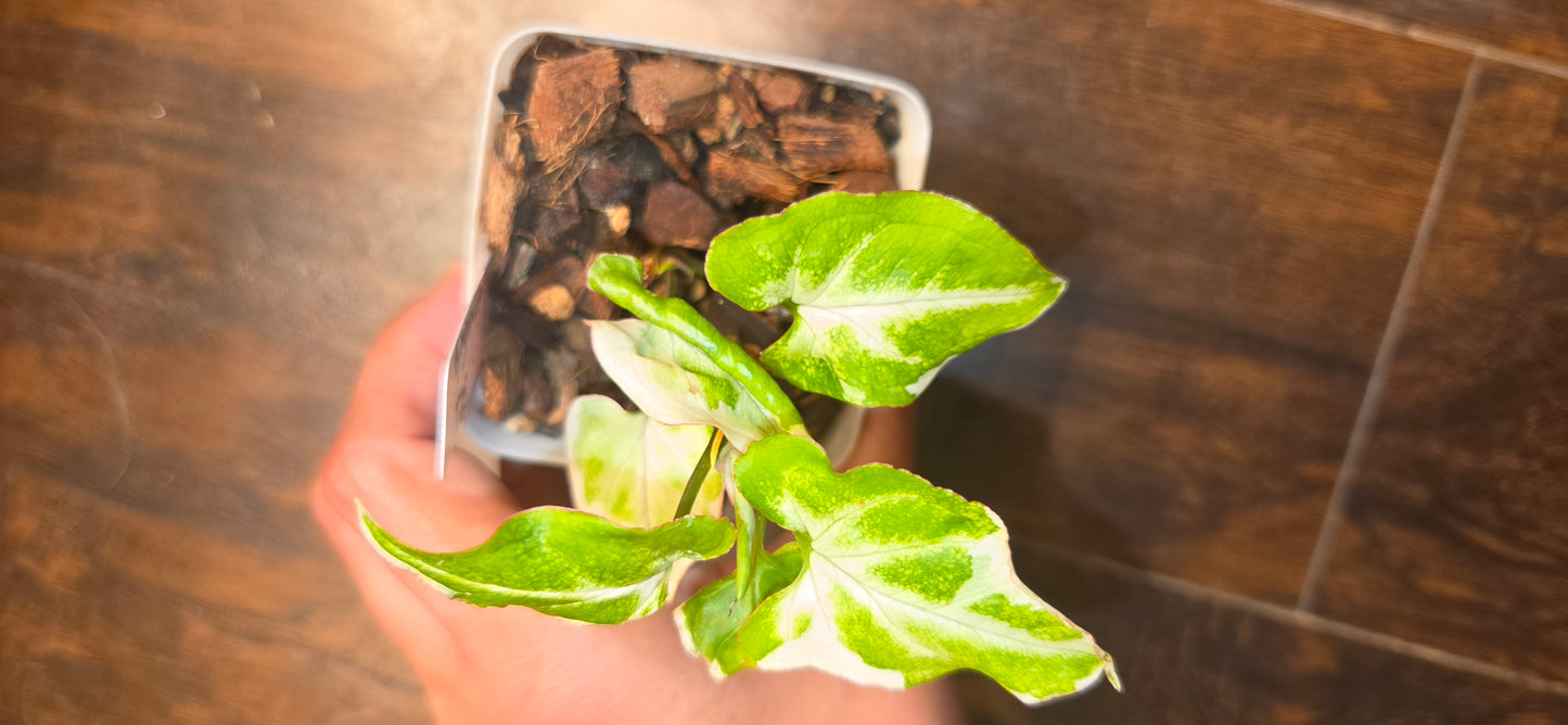 Syngonium T25