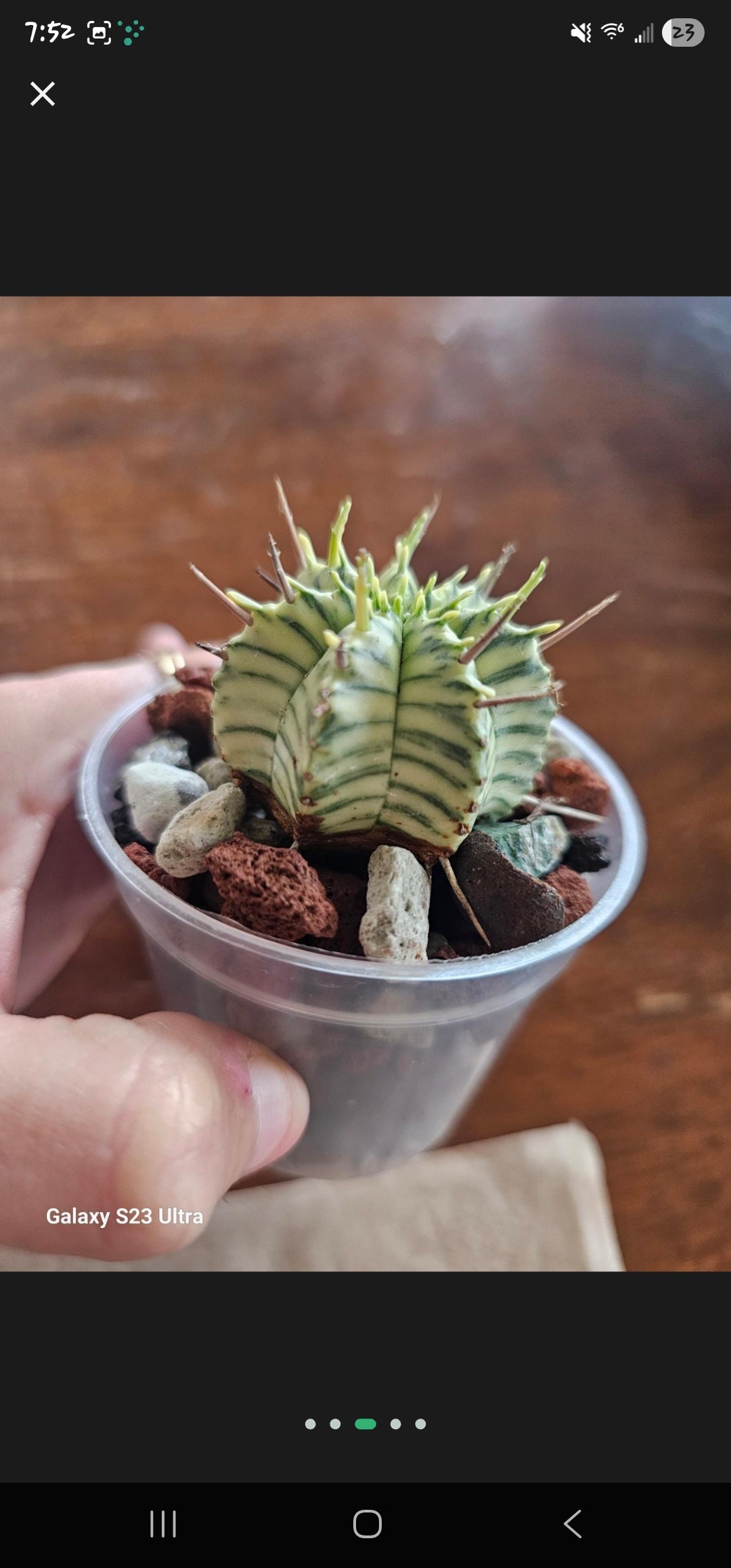 Euphorbia Mrloformis Variegated