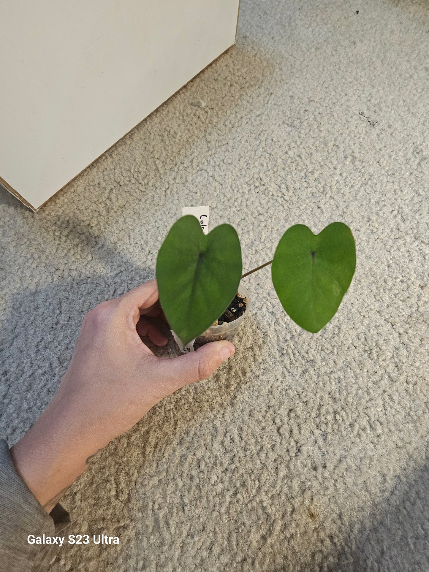 Colocasia Black Ruffles