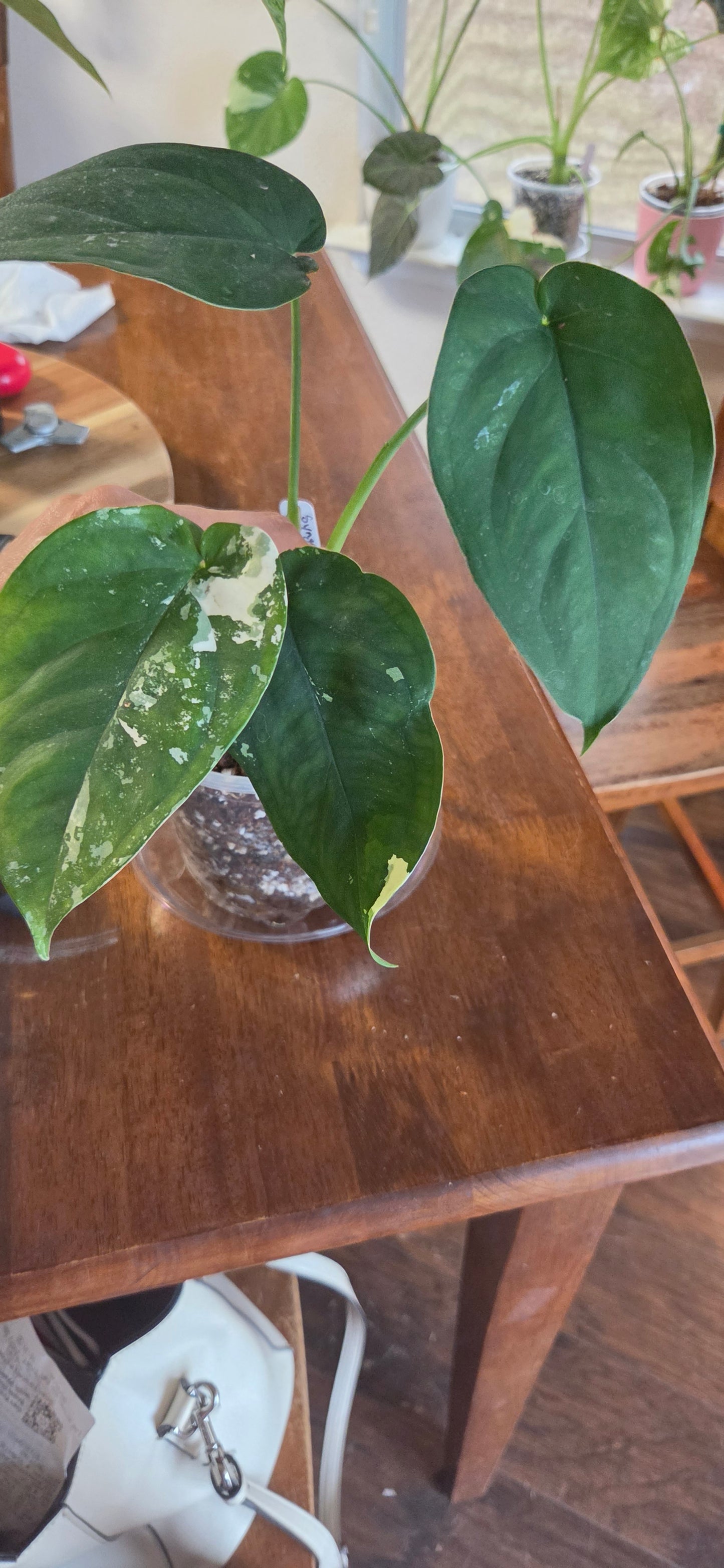 Syngonium Chiapense Variegated
