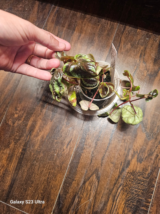 Peperomia Dragon Skin