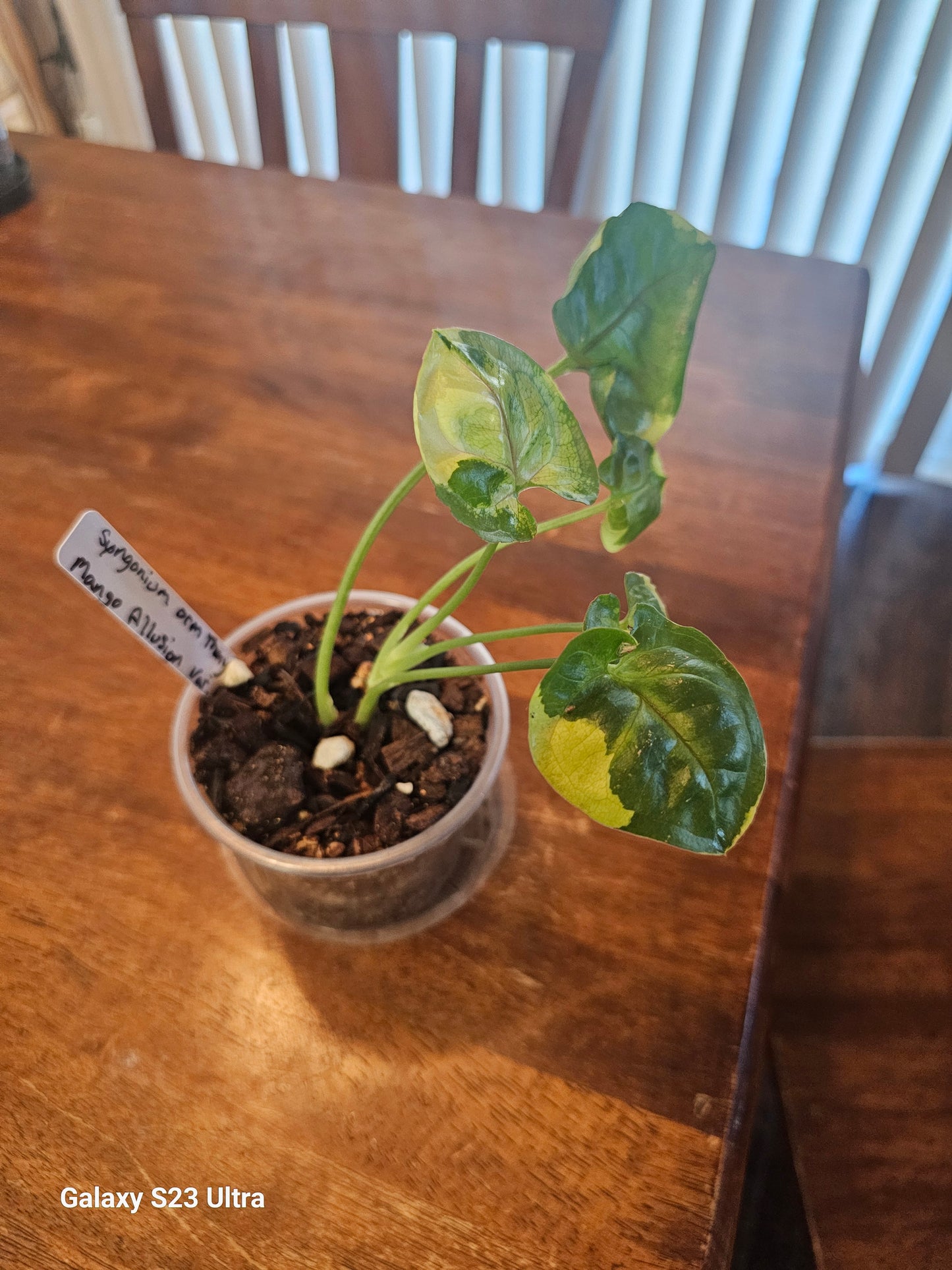 Syngonium Orm Thong Var