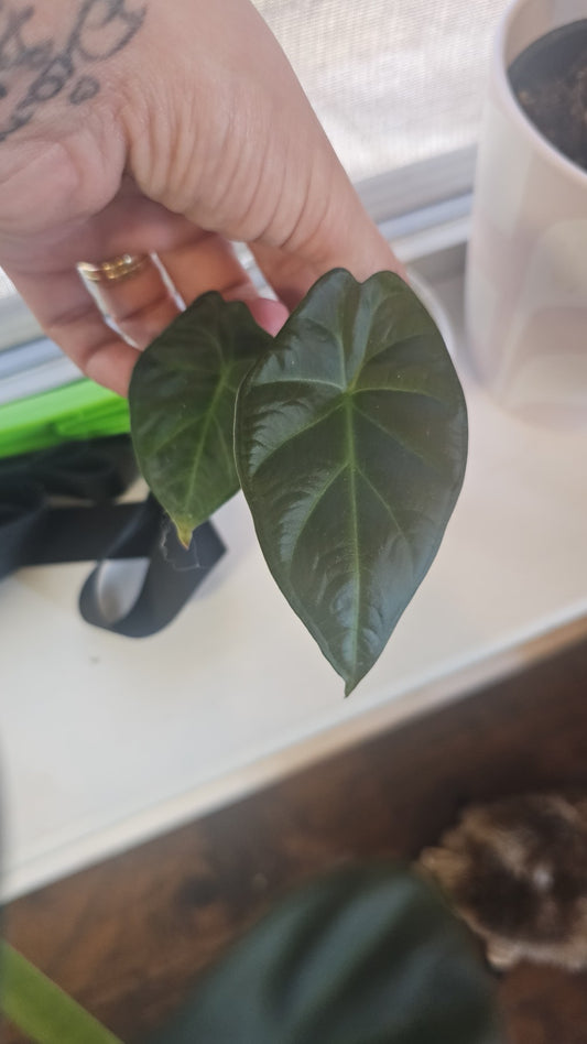 Alocasia Regal Shield