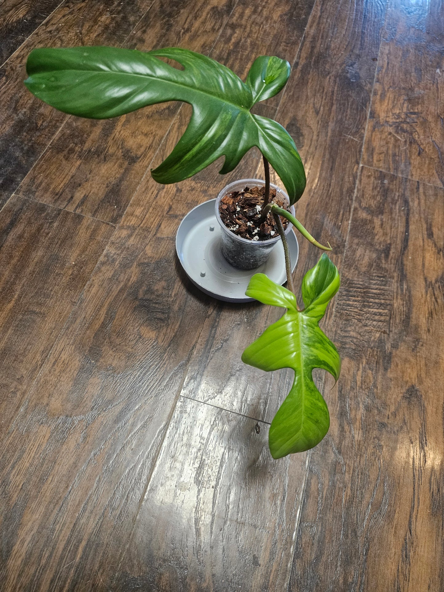 Philodendron Flordia Beauty